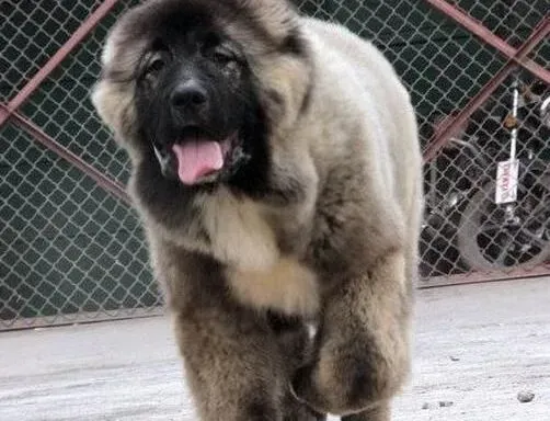 高加索犬|高加索犬的洗浴方法以及注意事项