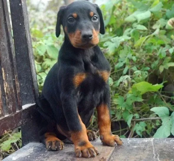 杜宾犬|怎样让杜宾犬乖乖回自己的狗屋睡觉