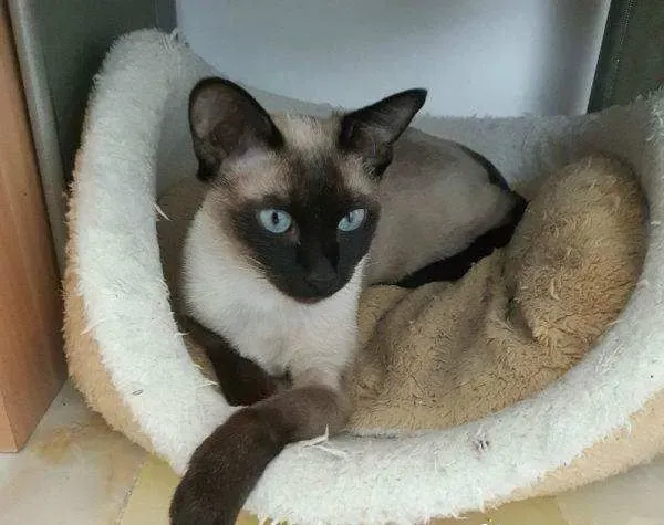 暹罗猫几个月脱蓝膜 暹罗猫什么时候睁眼 | 暹罗猫