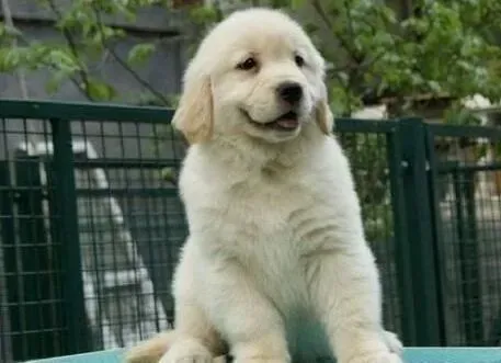 金毛|金毛犬出现大块掉毛的原因是什么