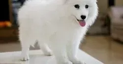 银狐犬|换毛期间的银狐犬出现皮屑 请求帮助