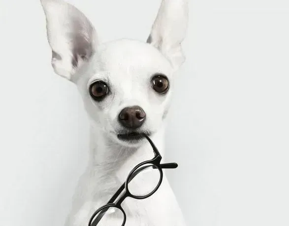 吉娃娃|要重视对吉娃娃幼犬的基本调教方法