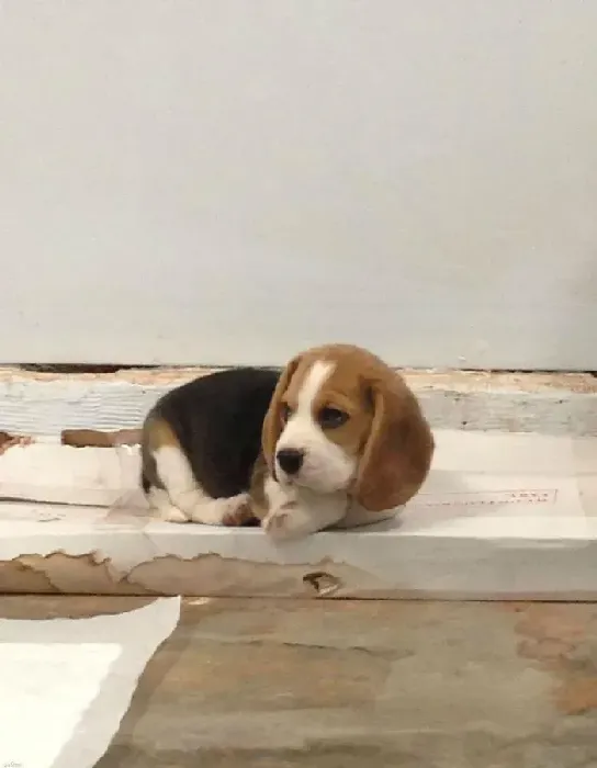 比格犬|培养比格犬成为绅士狗狗的几大原则