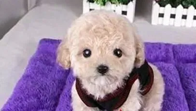 泰迪犬|泰迪犬宝宝哺乳期的科学饲养方法