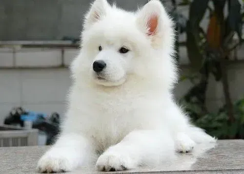 萨摩耶|萨摩耶犬的发情时间以及发情之后应该怎么办
