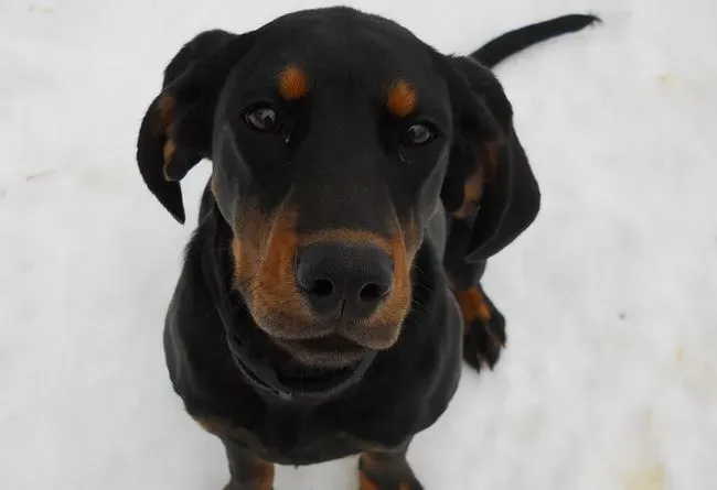 黑褐猎浣熊犬智商 智商还是比较高的狗狗 | 黑褐猎浣熊犬