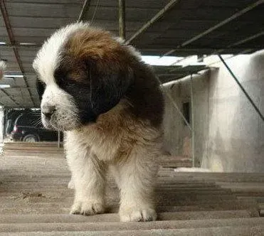 圣伯纳犬|圣伯纳犬不喜欢吃冠能鸡肉味狗粮 难道是假的吗