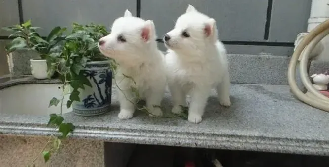 银狐犬|银狐犬在接受训练时你应该注意自己的语气