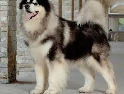 阿拉斯加犬|奖惩须分明 训练阿拉斯加犬时如何奖罚