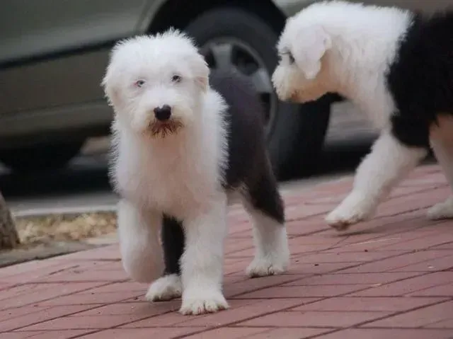 古代牧羊犬|怎样才能让古代牧羊犬习惯梳毛