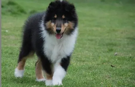 苏格兰牧羊犬|苏格兰牧羊犬突然不吃饭了该怎么办