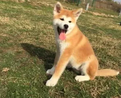 秋田犬|秋田犬各个阶段的护理常识有哪些