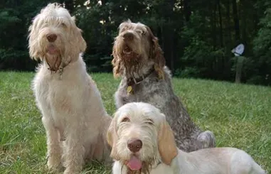 史毕诺犬的性格 有耐心并且很温顺 | 史毕诺犬