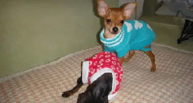 小鹿犬|小鹿犬最近身上很臭，怎样解决这个问题