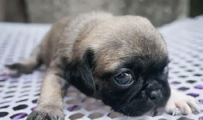 巴哥犬护理美容 巴哥犬的日常护理方法 | 巴哥犬