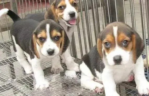 比格犬|请问比格犬食用可可乐狗粮好不好