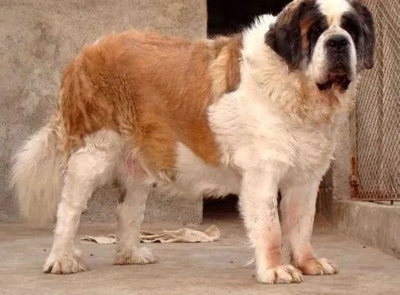 圣伯纳犬|是否可以同时饲养两只圣伯纳犬