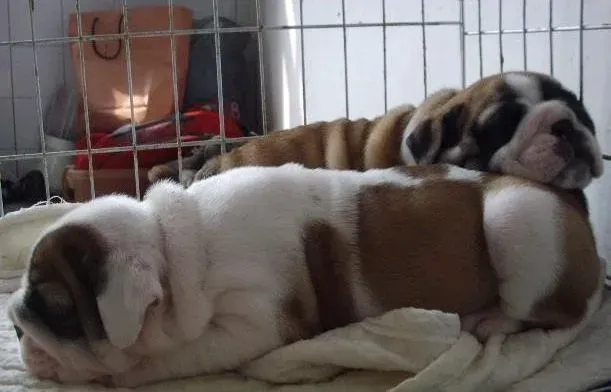 英国斗牛犬|斗牛犬驱虫后上吐下泻需要吃什么药