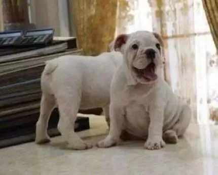 英国斗牛犬|斗牛犬出现眼睑内翻时怎样治疗