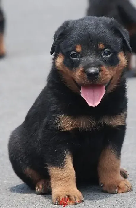 罗威纳犬|罗威纳犬在妊娠期的饮食营养变化