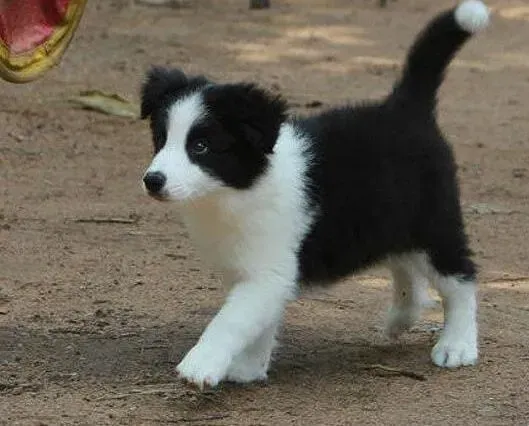 边境牧羊犬|如何合理安排好边境牧羊犬在路上的饮食起居