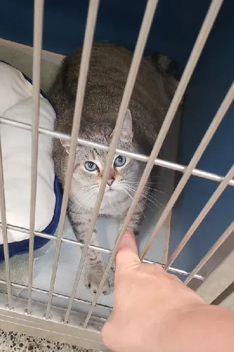12公斤胖猫被丢收容所 幸遇真命猫奴 | 猫