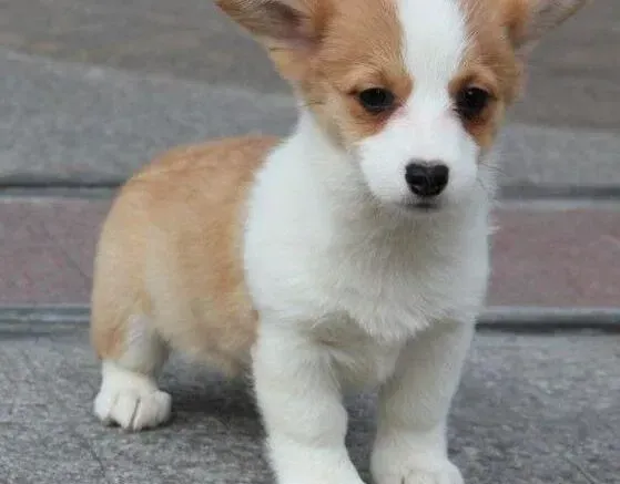 柯基犬|柯基犬没有精神不爱动是什么情况