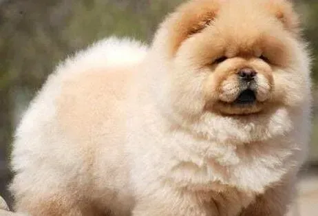 松狮犬|松狮犬身上出现很难的味道有方法去除吗