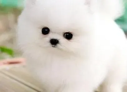 博美犬|健康生活 博美犬过多食用洋葱会怎样