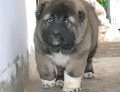 高加索犬|高加索犬维护主人的原因解析