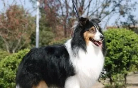 喜乐蒂牧羊犬怎么样 喜乐蒂牧羊犬的优点 | 喜乐蒂牧羊犬