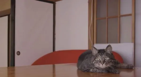 猫咪到底认得主人声音吗？答案在这支广告里 | 猫