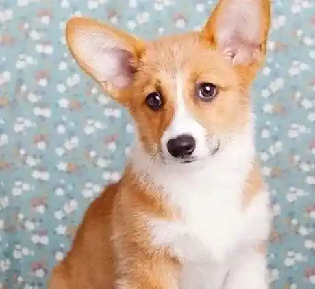 柯基犬|解读柯基犬的一些睡眠习惯