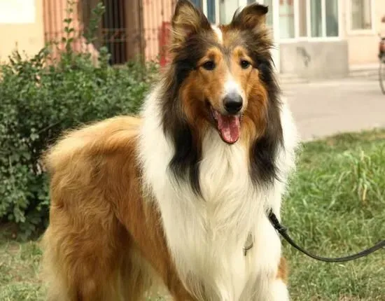 苏格兰牧羊犬喜欢吃什么 四种配方狗粮 | 苏格兰牧羊犬