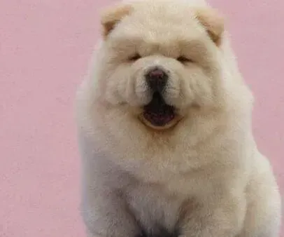 松狮犬|松狮犬经常拉稀是怎么回事