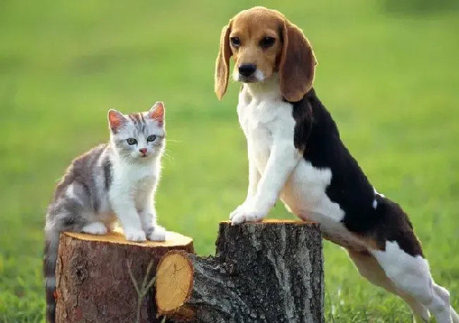 比格犬|比格犬的喂养也要注意卫生