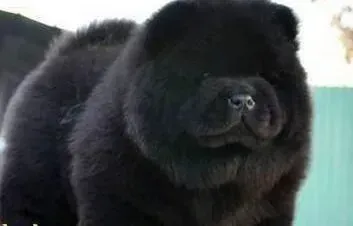 松狮犬|松狮犬的狗粮分为哪些形式 有哪些特点