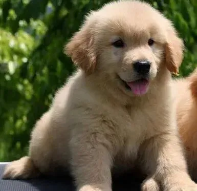 金毛|走进金毛犬不为人知的内心世界