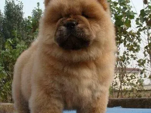 松狮犬|松狮犬总爱摇头耳朵有点不正常这是什么问题