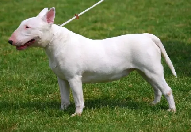 牛头梗|牛头梗患上犬瘟后呼吸困难，流鼻涕吃什么药好