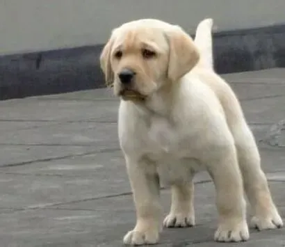 拉布拉多|维生素C对拉布拉多犬有什么好处