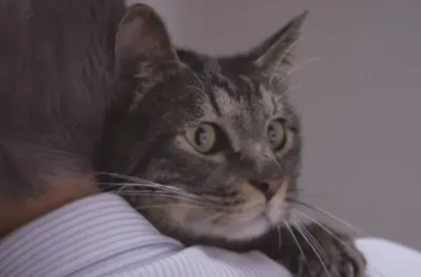 猫咪到底认得主人声音吗？答案在这支广告里