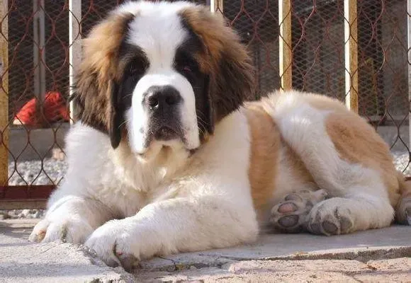 圣伯纳犬|圣伯纳犬被咬伤了，伤口一直不好 求帮助
