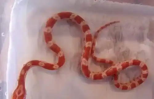 养宠物蛇好不好 养蛇要有的一些基本概念 | 蛇