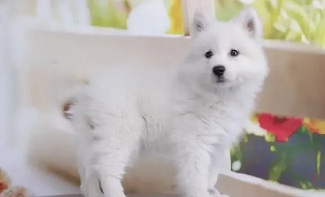 银狐犬|揭开银狐犬鼻子发生变化的原因