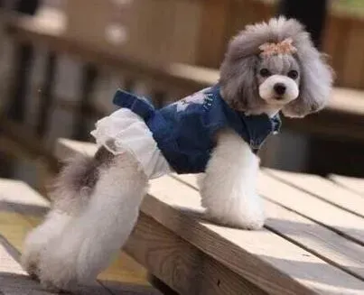贵宾犬|贵宾犬最近总屁股蹭地是需要挤肛门腺吗