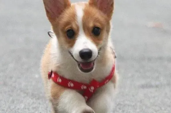 柯基犬|护理百科全书 怎样护理好换毛期的柯基犬