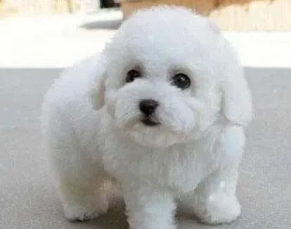 比熊犬|想要比熊犬健健康康的成长吗 食量是关键