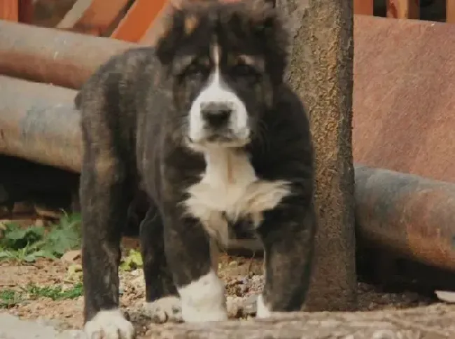 中亚牧羊犬|中亚牧羊犬饭后突然吐了，好着急
