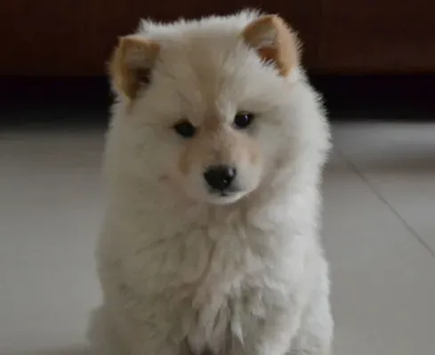 银狐犬饲养 食物的气味也很重要 | 银狐犬